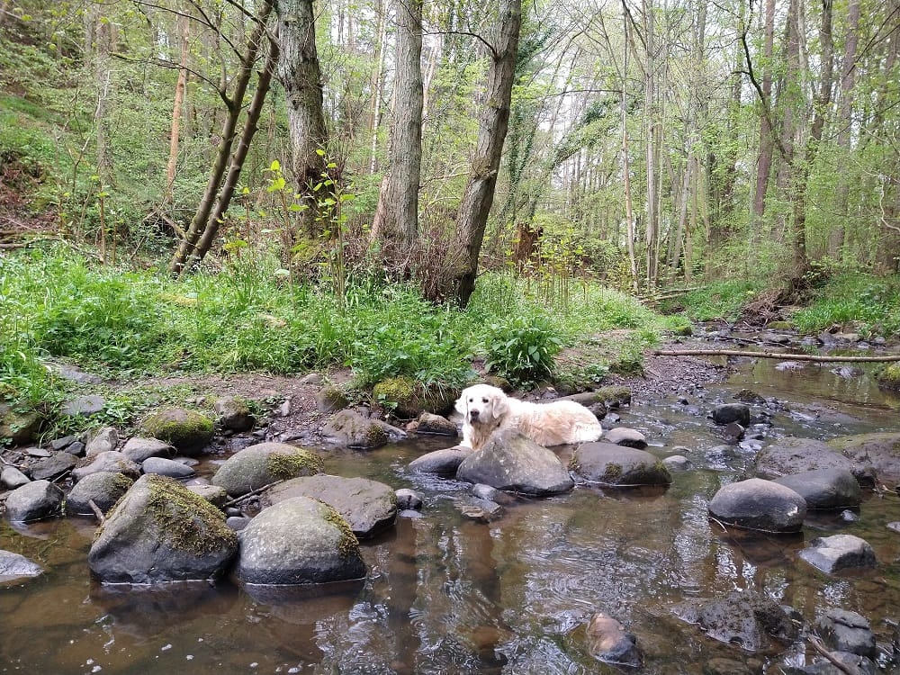 Woodland Walks Near Edinburgh That Help With Social Distancing