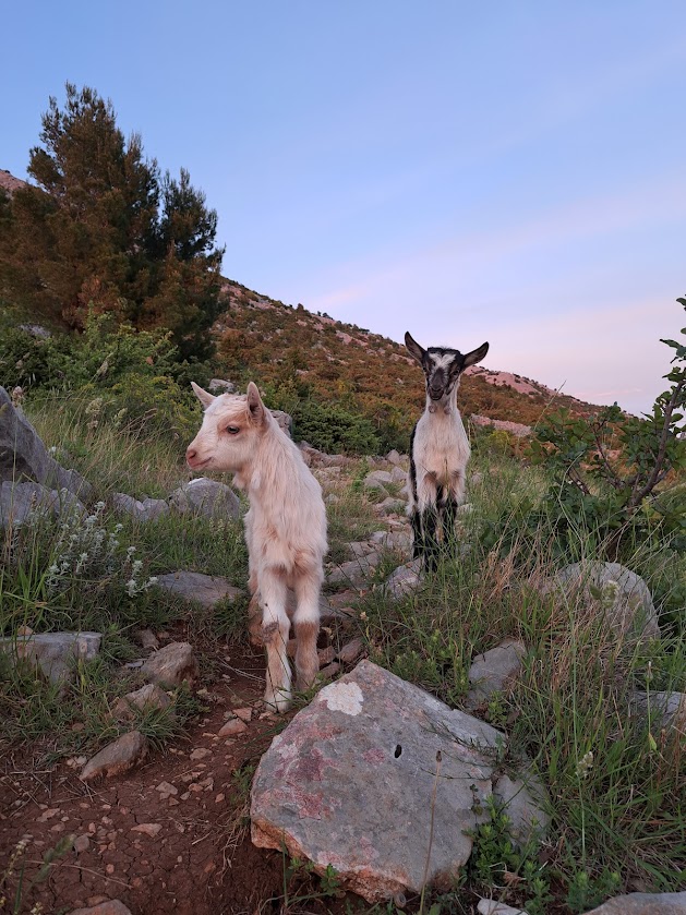 Croatia Tour Goats
