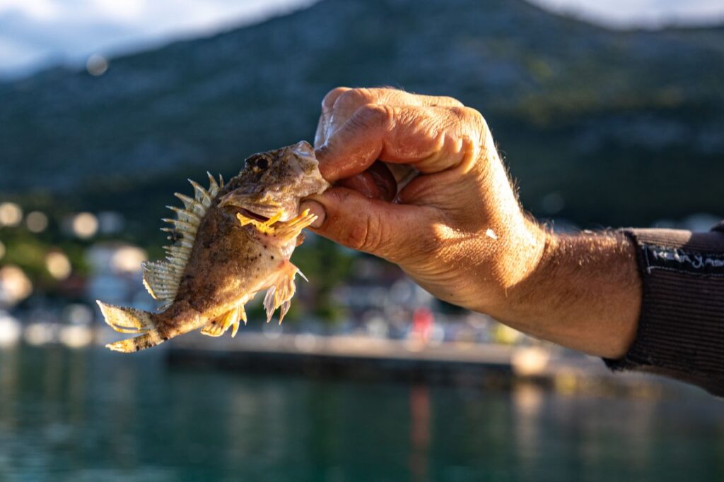 Croatia Tour Starigrad Paklenica Morning Fishing