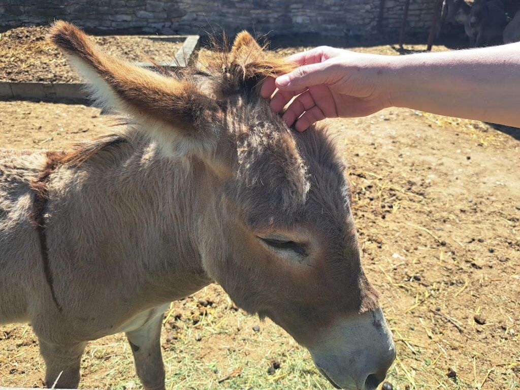 Donkey at the Lolina Vaternica OPG