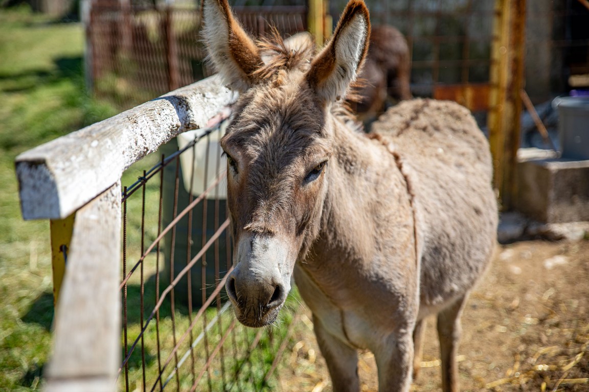 What Is an OPG? Exploring Two Croatian Family Farms